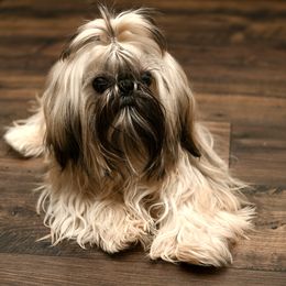 Maui - Shih Tzu