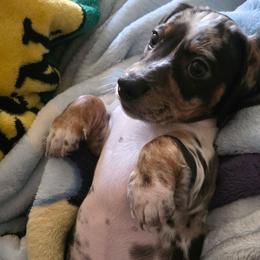 Hank - Dapple male Dachshund puppy in Buckeye, Arizona from Sweetwater Dachshunds