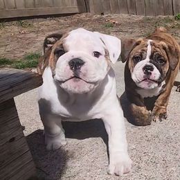 Bulldog Puppies from Mary Estabrook