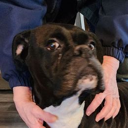 Tink - Boxer