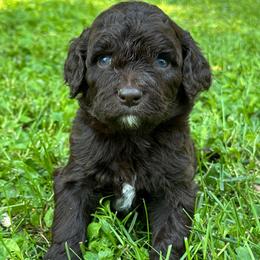 Sven - Red male Aussiedoodle puppy in Churchville, New York from Bluebird Family Farm