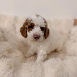 Boy 1 - Parti male Goldendoodle puppy in North Royalton, Ohio from Johnson's Doodles