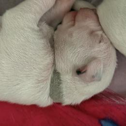 Ghost - White and liver brown male Dalmatian puppy in Hastings, Florida from Love My Spotty Dalmatians
