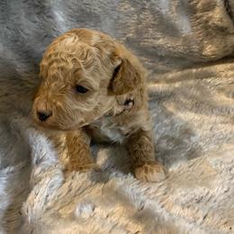 Clover - Apricot female Goldendoodle puppy in Haddam, Kansas from Golden B Acres