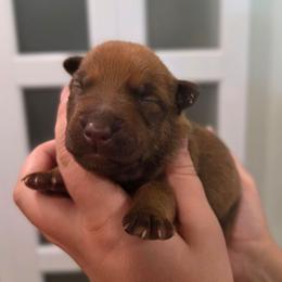 Liver malinois female 2 - Gold brindle female Dutch Shepherd puppy in Signal Mountain, Tennessee from Torgun Police Dogs