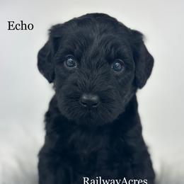 Echo - Black male Goldendoodle puppy in Milford, Indiana from Railway Acres Kennel
