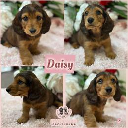 Daisy - Red female Dachshund puppy in Meadville, Pennsylvania from Four Seasons Dachshunds