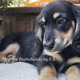 Jimmy (1475) - Black and cream male Dachshund puppy in Ovett, Mississippi from Anytime Dachshunds by D.B.