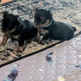 Yorkshire Terrier Puppies from Yorkies of Julington Creek