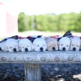 Labrador Retriever Puppies from ROCK CREEK LABRADORS