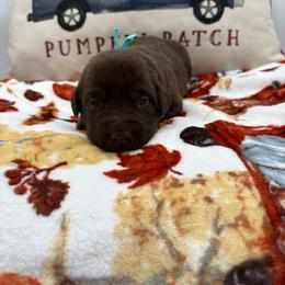 Teal - Chocolate female Labrador Retriever puppy in Heath Springs, South Carolina from Rich Hill Retrievers