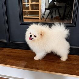 Enzo' - Pomeranian