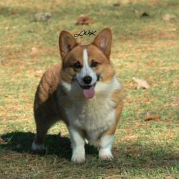 Creed - Pembroke Welsh Corgi