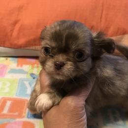 Chihuahua Puppies from Chilove Chihuahuas