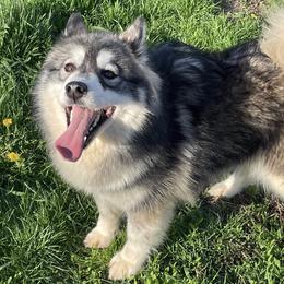 Megara - Siberian Husky