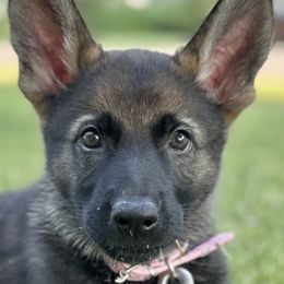 German Shepherds from United Pride  German shepherds