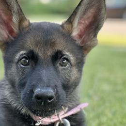 German Shepherds from United Pride  German shepherds