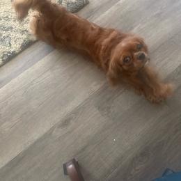 Sandy - Cavalier King Charles Spaniel