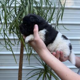 Bessie - Black female Chinese Shar-Pei puppy in Auburn, Kansas from Justin's Chinese Shar-Pei