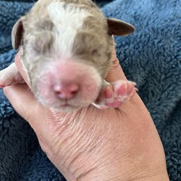 Lavender collar - Merle female Labradoodle puppy in Manor, Texas from The Lovadoodles of Texas
