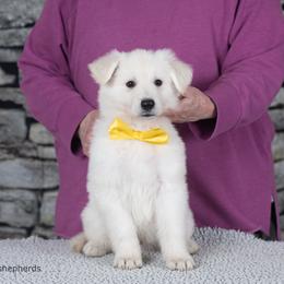 Boy 1 - White male Berger Blanc Suisse puppy in Scio, Oregon from Moro Shepherds