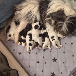 Havanese puppies from Moe's Goldens and HavAntics