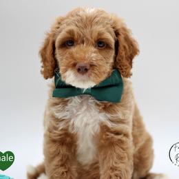 Mr Green - Phantom male Springerdoodle puppy in Kendall, New York from Family Raised Doodles