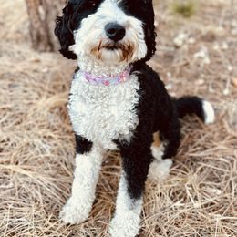 Juniper - Bernedoodle