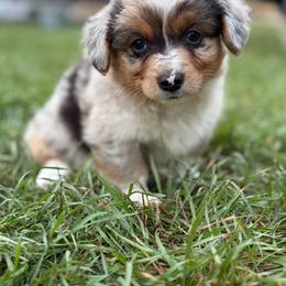 Male 2 - Blue merle and white male American Corgi puppy in Portland, North Dakota from Sliding stop corgis