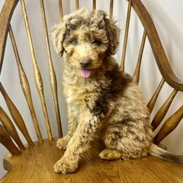 Boy 2 - Red merle male Aussiedoodle puppy in Crawford, Mississippi from Magnolia State Poodles and Doodles