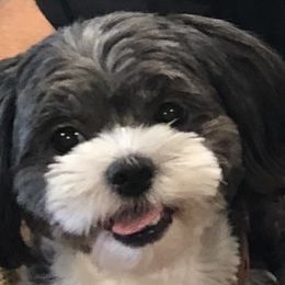 Shihpoos from Debbie Woods' Shihpoos