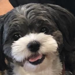 Shihpoos from Debbie Woods' Shihpoos