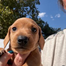 Boy 1 - Fawn (Isabella) male Dachshund puppy in Cherokee, Oklahoma from Special “K” Dachshunds