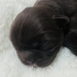 Loki - Chocolate male Shih Tzu puppy in Merrillville, Indiana from Gibbs Gorgeous Paws LLC