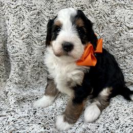 Sally Orange Girl - Tri-color female Bernedoodle puppy in The Woodlands, Texas from Gracie's Goldendoodles and Bernedoodles