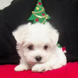 Lily - White female Maltese puppy in Austin, Texas from Austin Maltese Babies