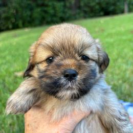 Jordan - Golden male Lhasa Apso puppy in Albany, Georgia from Clark's Lhasas