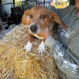 Buddy - Beagle