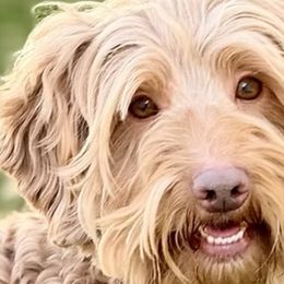 Chowder - Australian Labradoodle