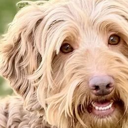 Chowder - Australian Labradoodle