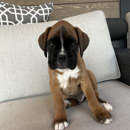 Boxer Puppies from The Holistic Boxer