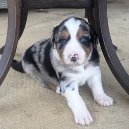 Valentino - Blue merle male Australian Shepherd puppy in Cypress, Texas from Cypress Aussies