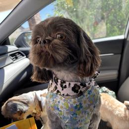 Daisy - Shih Tzu