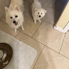 American Eskimo Dog Puppies from Bella's American Eskimos