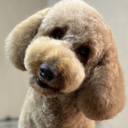 PENNY - Australian Labradoodle