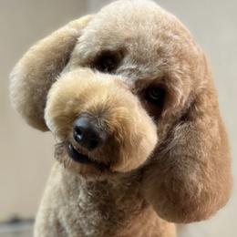 PENNY - Australian Labradoodle