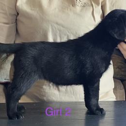 Labrador Retriever Puppies from R Little Retrievers