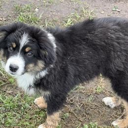 Ham - Black tri male Miniature Australian Shepherd puppy in Gatesville, Texas from Southern Promise Aussie’s