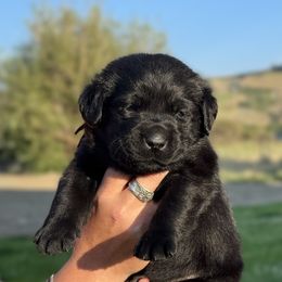 Orange collar - Black female Labrador Retriever puppy in Ellensburg, Washington from Lost Spring Retrievers