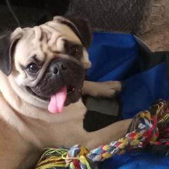 Biscuit - Pug